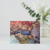 Carte Postale Poisson en boîte, Maurice (Debout devant)