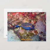 Carte Postale Poisson en boîte, Maurice (Devant / Derrière)