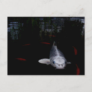 Carte Postale Poisson en carpe