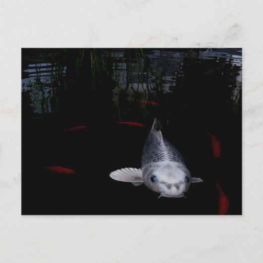 Carte Postale Poisson en carpe (Devant)