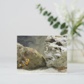 Carte postale Poisson et crevette (Debout devant)