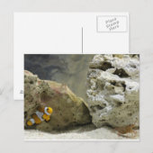 Carte postale Poisson et crevette (Devant / Derrière)