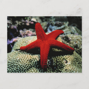 Carte Postale Poisson étoile   Mer Rouge