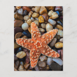 Carte Postale Poisson-étoile sur rochers