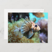 Carte Postale Poisson exotique (Devant / Derrière)