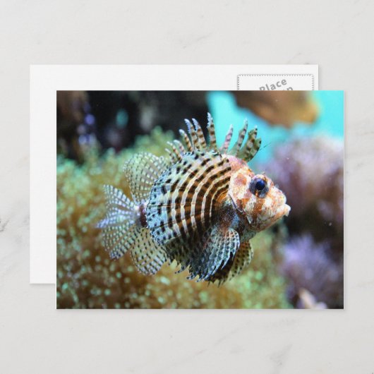 Carte Postale Poisson exotique (Devant / Derrière)