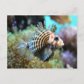Carte Postale Poisson exotique (Devant)