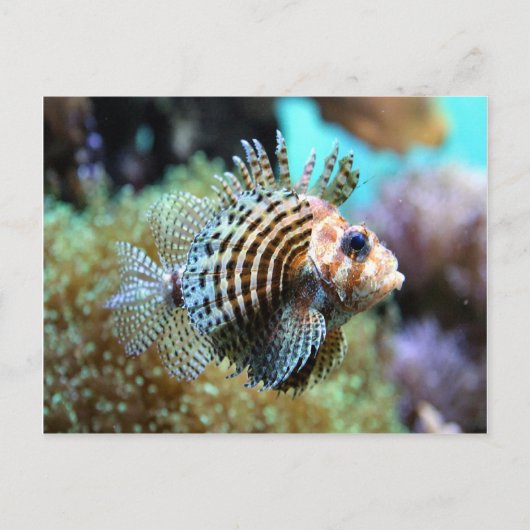 Carte Postale Poisson exotique (Devant)