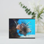 Carte Postale poisson exotique (Debout devant)