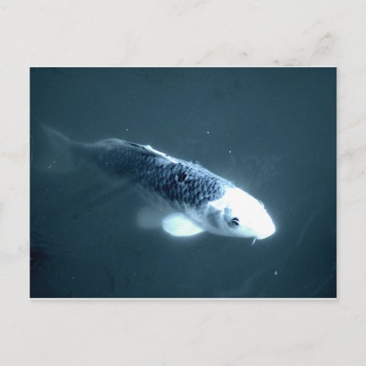 Carte Postale Poisson "fantôme" (Devant)