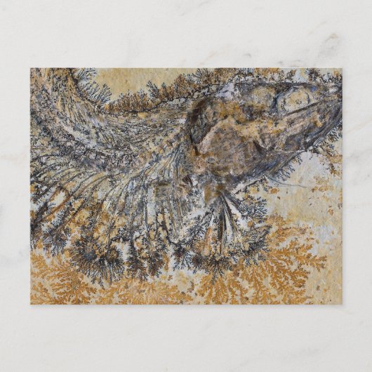Carte Postale Poisson fossile (Devant)