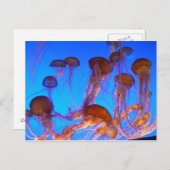 Carte Postale Poisson gelé (Devant / Derrière)