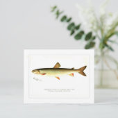 Carte Postale Poisson givre Adirondack (Debout devant)