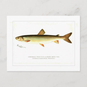 Carte Postale Poisson givre Adirondack