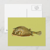 Carte Postale Poisson-griffon (Devant / Derrière)