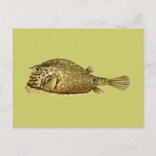 Carte Postale Poisson-griffon
