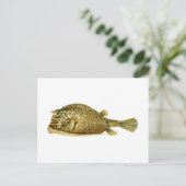 Carte Postale Poisson-griffon (Debout devant)