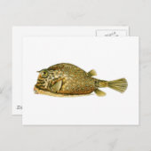 Carte Postale Poisson-griffon (Devant / Derrière)