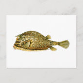 Carte Postale Poisson-griffon (Devant)