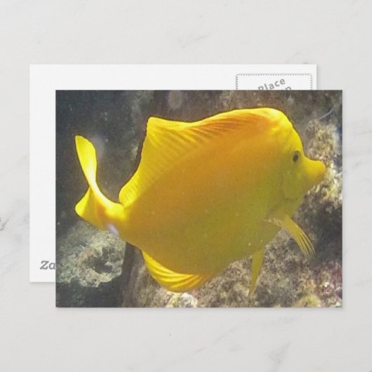 Carte Postale Poisson Hawaii Jaune Tang (Devant / Derrière)