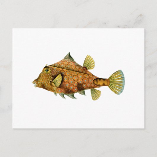 Carte Postale Poisson jaune (Devant)