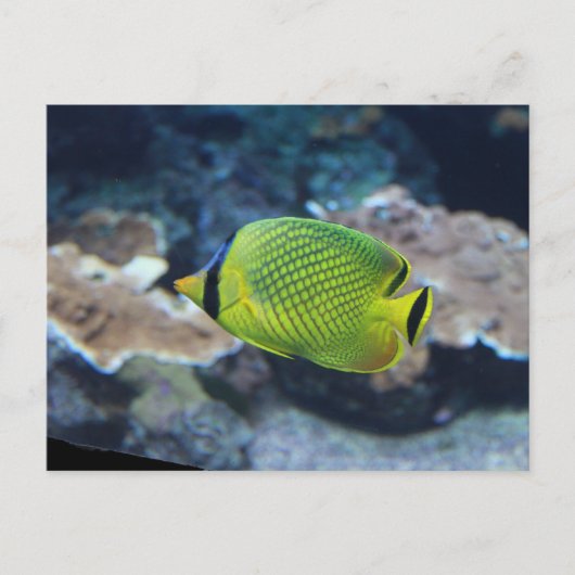 Carte Postale Poisson jaune néon (Devant)
