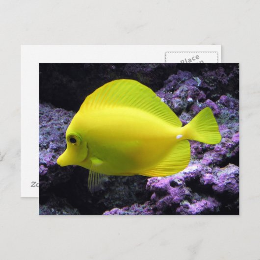 Carte Postale Poisson jaune Tang Reef (Devant / Derrière)