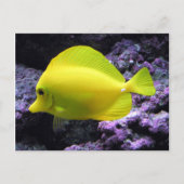 Carte Postale Poisson jaune Tang Reef (Devant)