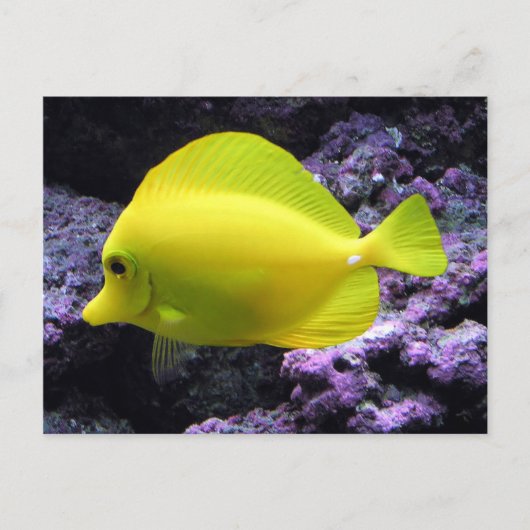Carte Postale Poisson jaune Tang Reef (Devant)