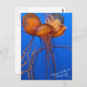 Carte postale Poisson Jelly (Devant / Derrière)