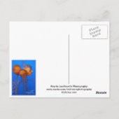 Carte postale Poisson Jelly (Dos)