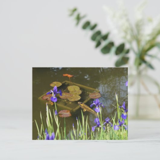 Carte postale Poisson Koi #4 (Debout devant)