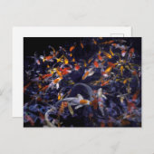 CARTE POSTALE POISSON KOI EN FLEURS (Devant / Derrière)