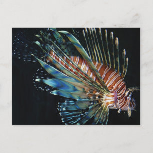 Carte Postale Poisson Lion