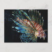 Carte Postale Poisson Lion (Devant)