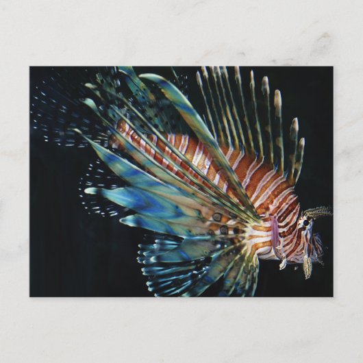 Carte Postale Poisson Lion (Devant)
