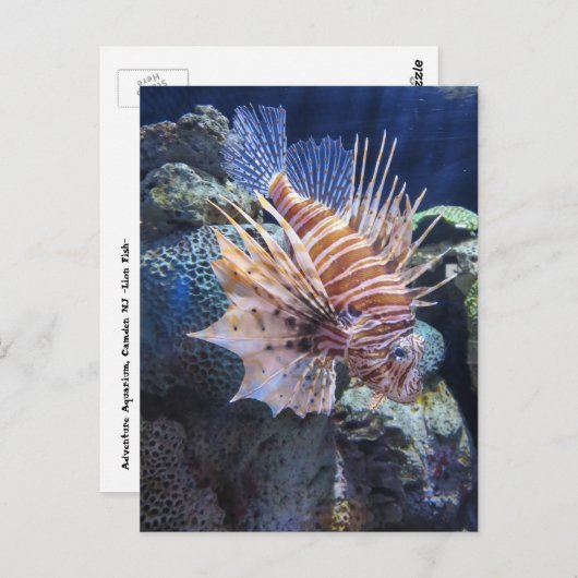 Carte Postale Poisson Lion, Aquarium Aventure (Devant / Derrière)