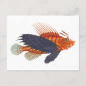 Carte Postale Poisson Lion - Pterois - Poisson Lion Antique Grav (Devant)