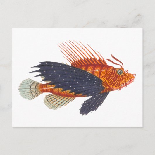 Carte Postale Poisson Lion - Pterois - Poisson Lion Antique Grav (Devant)