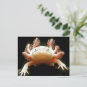 Carte Postale poisson mexicain (Debout devant)