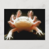 Carte Postale poisson mexicain (Devant)