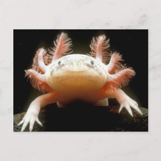 Carte Postale poisson mexicain (Devant)