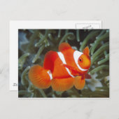 Carte Postale poisson némétique (Devant / Derrière)