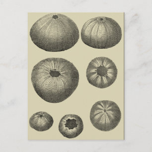 Carte Postale Poisson noir et blanc