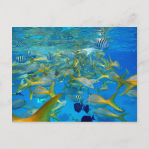 Carte Postale Poisson océanique