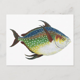 Carte Postale Poisson Opah tropical, animal aquatique marin Vint