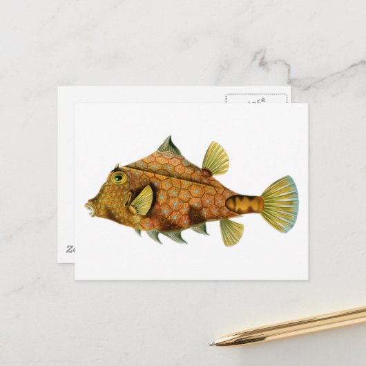 Carte Postale Poisson Orange Vintage (Devant/Arrière en situation)