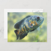 Carte Postale Poisson Oscar (Devant / Derrière)