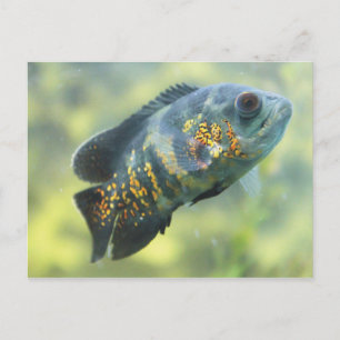 Carte Postale Poisson Oscar
