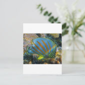 Carte Postale Poisson papillon (Debout devant)